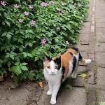 'onder De Boompjes'