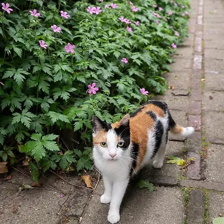 'onder De Boompjes'